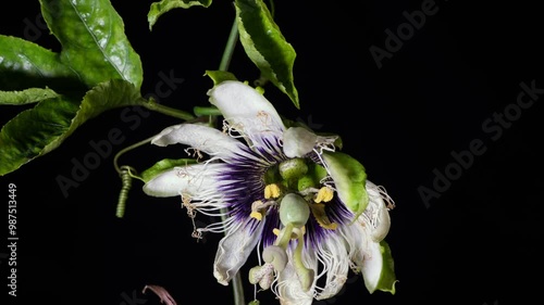 passion fruit blossom time-lapse photography