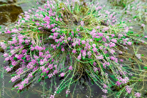 aquatic plant grows and beautiful blooms pink flowers, with fresh green leaves in the rainy season. taken in Myanmar. (Myriophyllum aquaticum, Myriophyllum heterophyllum, twoleaf watermilfoil)
 photo