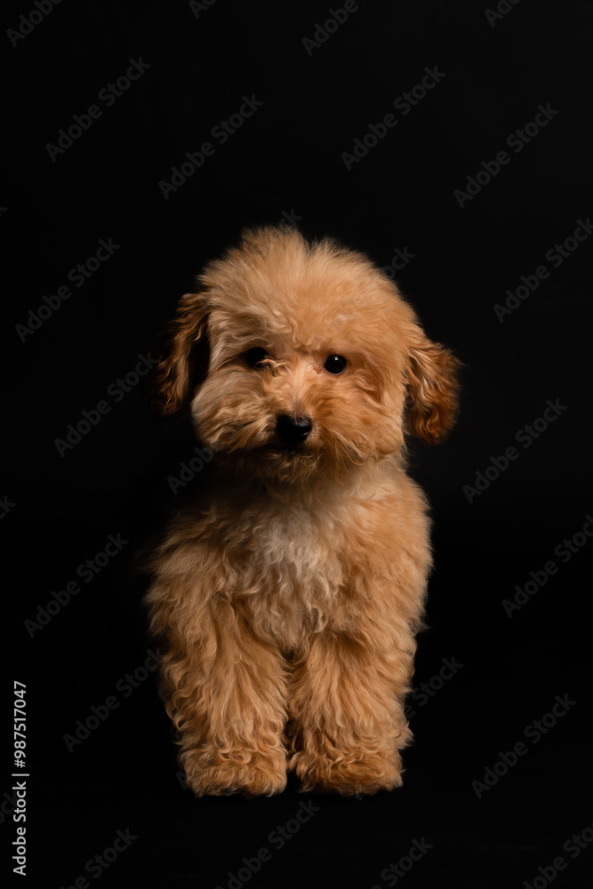 Puppy brown Poodle dog with curly hair, full body view, looking at the camera against a black studio background. Close-up. Puppy brown Poodle dog with curly hair, full body view, looking at the camera against a black studio background. Close-up.