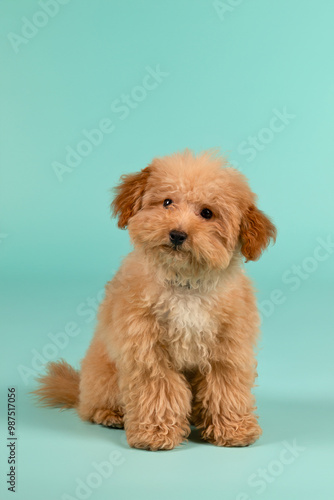 Puppy brown Poodle dog with curly hair, full body view, looking at the camera. Portrait, sitting against a turquoise studio background.