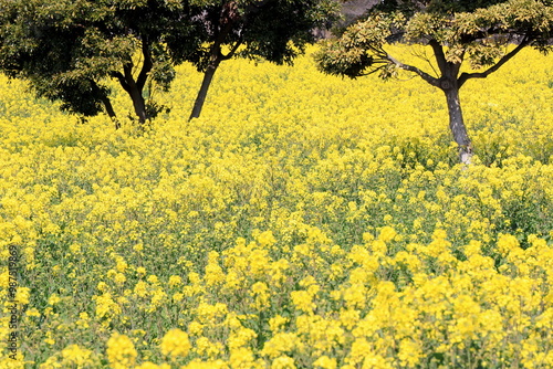 一面に広がる菜の花畑