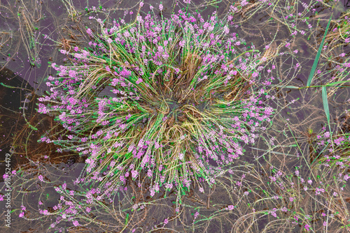 aquatic plant grows and beautiful blooms pink flowers, with fresh green leaves in the rainy season. taken in Myanmar. (Myriophyllum aquaticum, Myriophyllum heterophyllum, twoleaf watermilfoil)
 photo