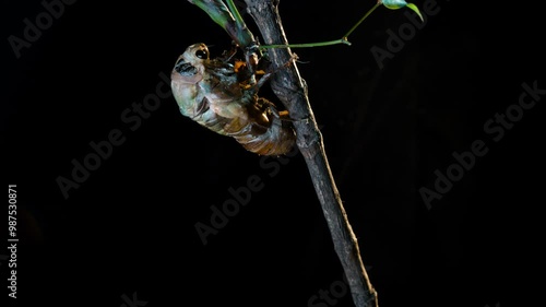 Time-lapse photography of the hatching process of cicada pupae