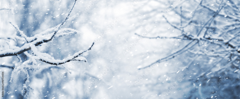 snow-covered tree branches in the forest during snowfall snow-covered tree branches in the forest during snowfall