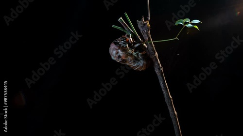 Time-lapse photography of the hatching process of cicada pupae