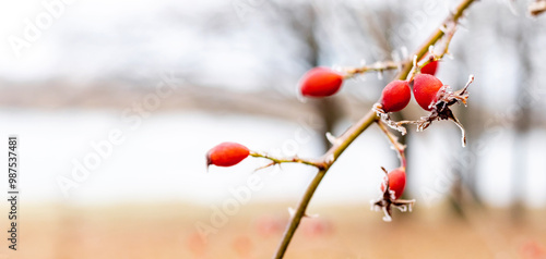 a frost-covered branch of a rose hip with red berries near a river in winter