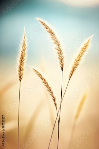 Elegant blue flowers sway gently amidst golden grass under a clear sunny sky at midday