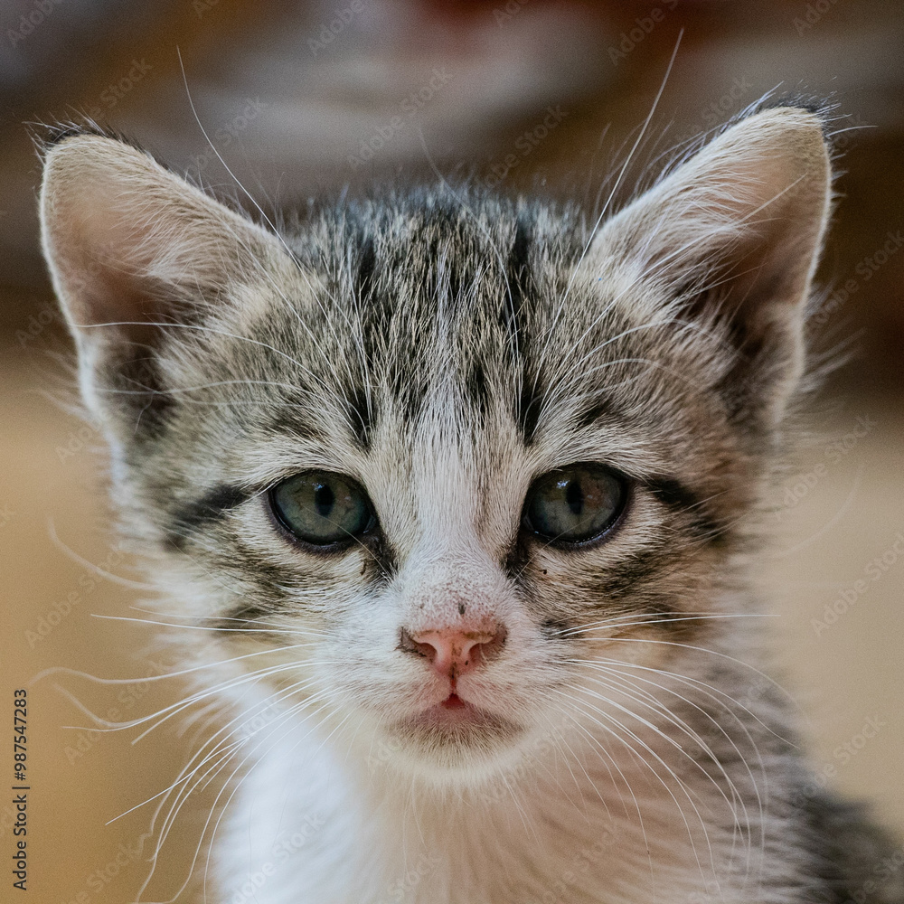 Pet Kitten Cute Pet Kitten Cute