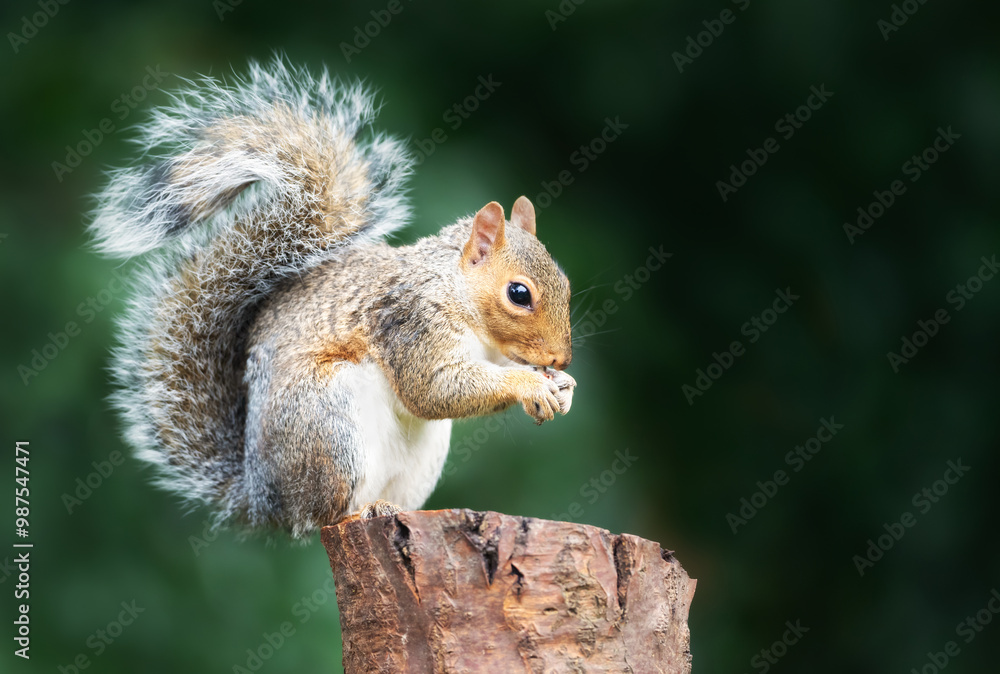 Portrait of a cute grey squirrel eating nut on a tree stump Portrait of a cute grey squirrel eating nut on a tree stump