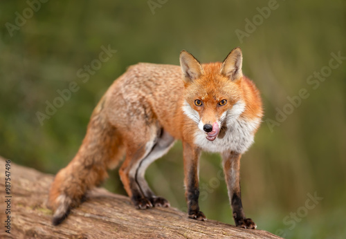 Wallpaper Mural Portrait of a red fox with open mouth standing on a log in the forest Torontodigital.ca