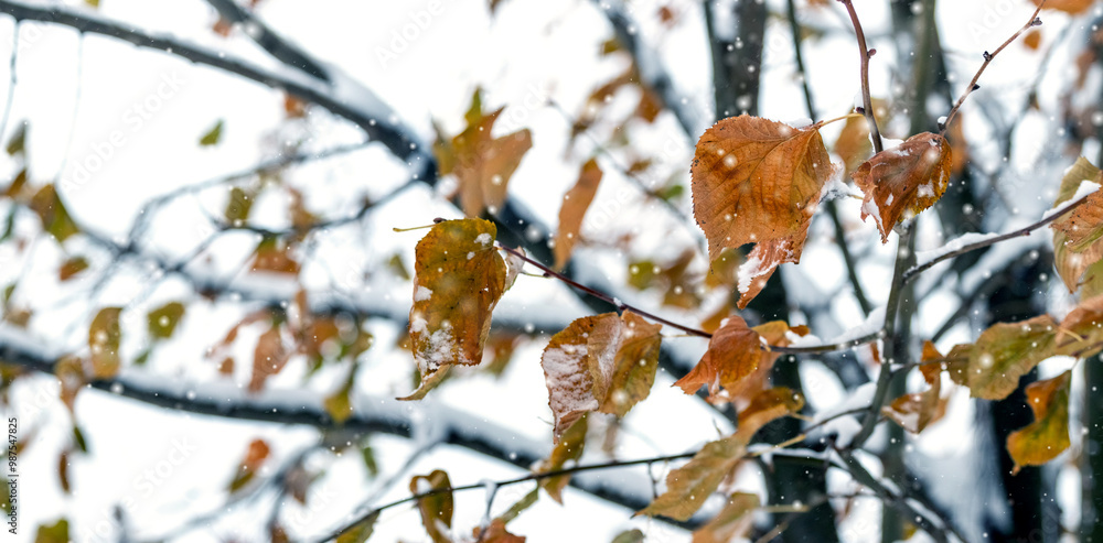 tree with last dry withered leaves during snowfall in winter tree with last dry withered leaves during snowfall in winter