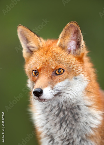 Wallpaper Mural Portrait of a cute red fox against green background Torontodigital.ca