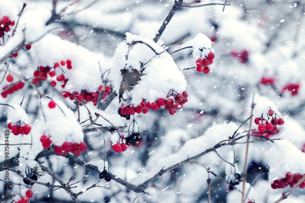 snow-covered bunches of viburnum on bushes in winter during snowfall snow-covered bunches of viburnum on bushes in winter during snowfall