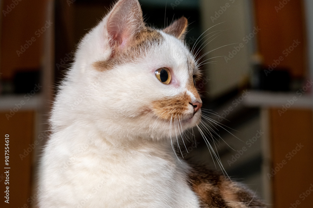 a white spotted cat with an attentive look in a room on a dark background a white spotted cat with an attentive look in a room on a dark background