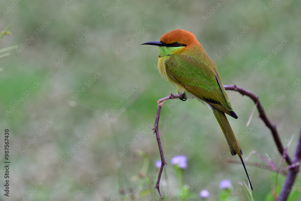 beautiful bird sitting on broken wooden branch on soft light day, asian green bee-eater, merops orientalis beautiful bird sitting on broken wooden branch on soft light day, asian green bee-eater, merops orientalis