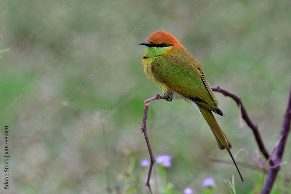 Obraz premium green to orange feathers bird perching on dried wooden branch with soft lighting, asian green bee-eater, merops orientalis