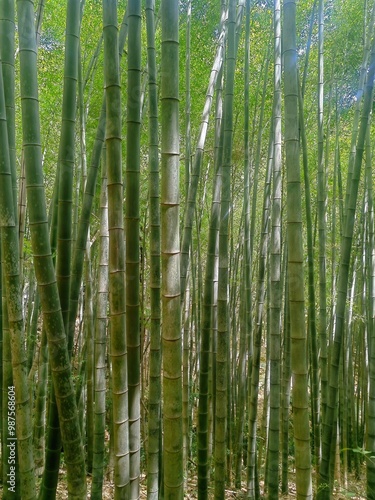 Bamboo trees growing in forest at noon. Bamboo forest,Natural background.