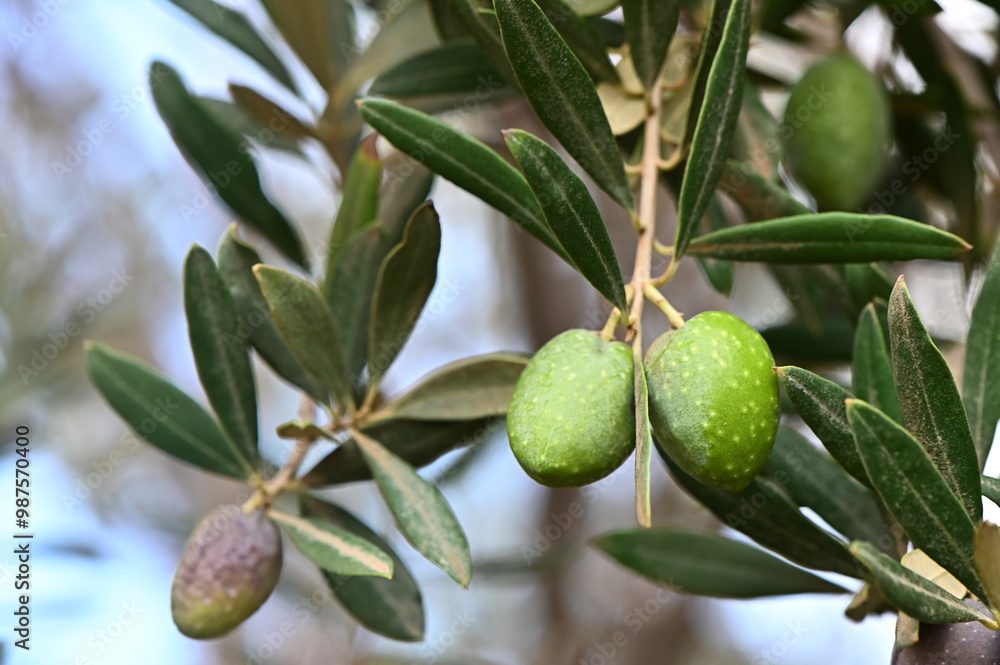 Obraz premium A photo of an olive branch with olive