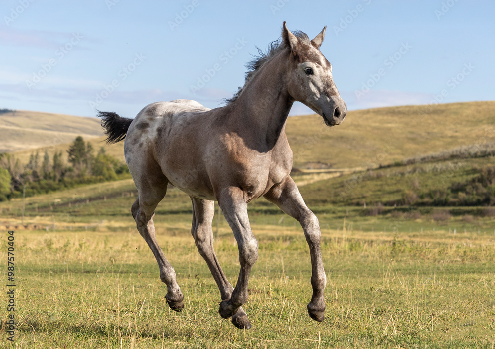 Rural equine image of a young grey colored colt running through a pasture on a ranch in the foothills. Rural equine image of a young grey colored colt running through a pasture on a ranch in the foothills.