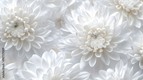 Elegant White Chrysanthemum Floral Background with Soft Delicate Petals and Minimalist Texture