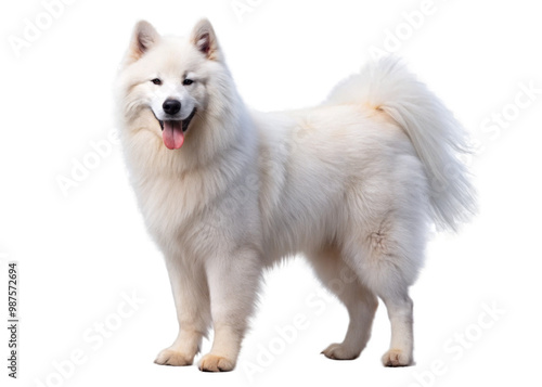 Samoyed on transparent background.