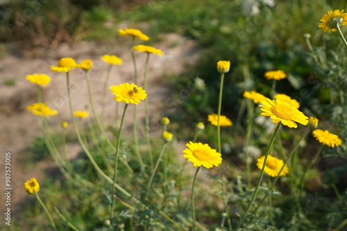 Field of Yellow Flowers
