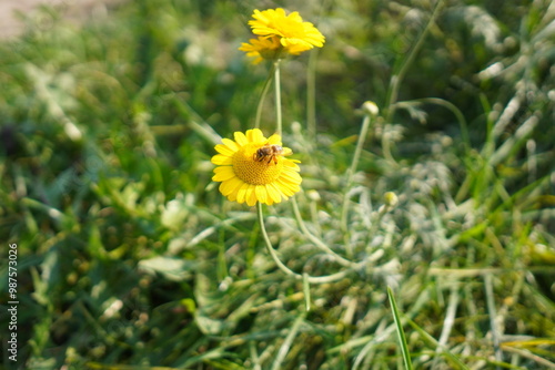 Yellow Flower in Focus
