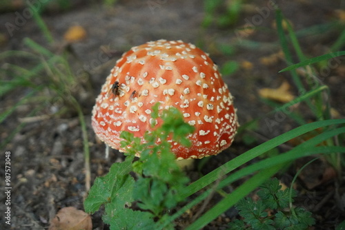 Spotted Red Mushroom