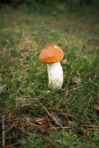 Lone Mushroom in Grass