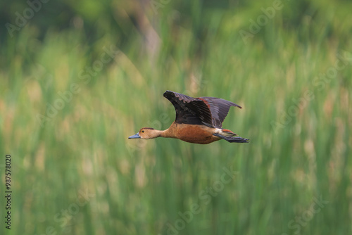 Lesser Whistling Duck in flight. The lesser whistling duck (Dendrocygna javanica ), is also known as the Indian whistling duck or lesser whistling teal. photo