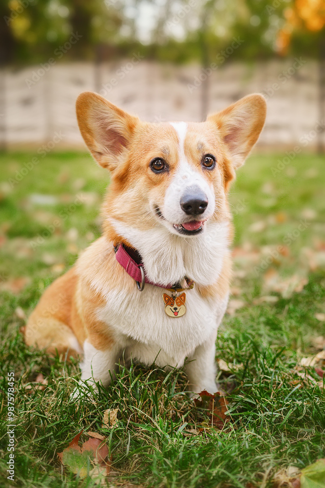 beautiful corgi dog in the autumn park beautiful corgi dog in the autumn park