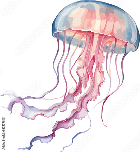 Watercolor jellyfish gently floating, delicate vector illustration, isolated