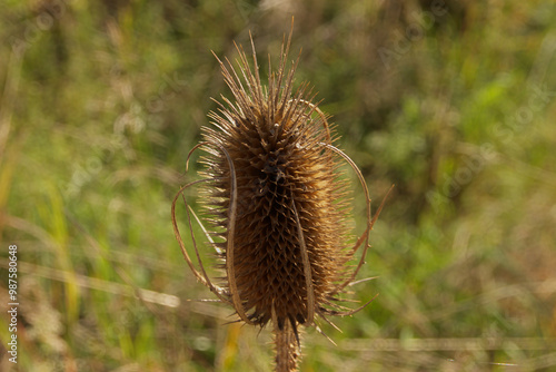 Beautiful Thistle Flower Closeup Dipsacus fullonum photo