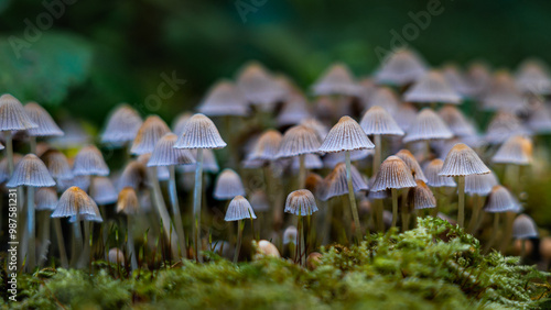 Quadro su tela A group of small mushrooms growing closely together