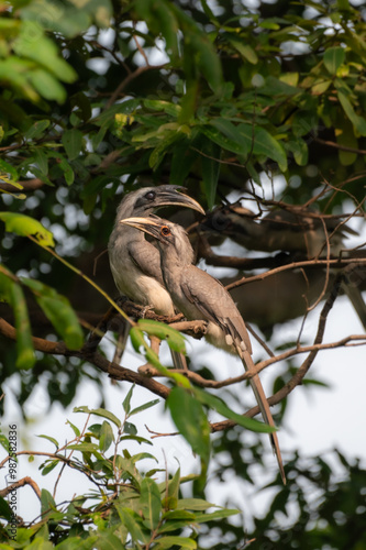 Grey Hornbill 