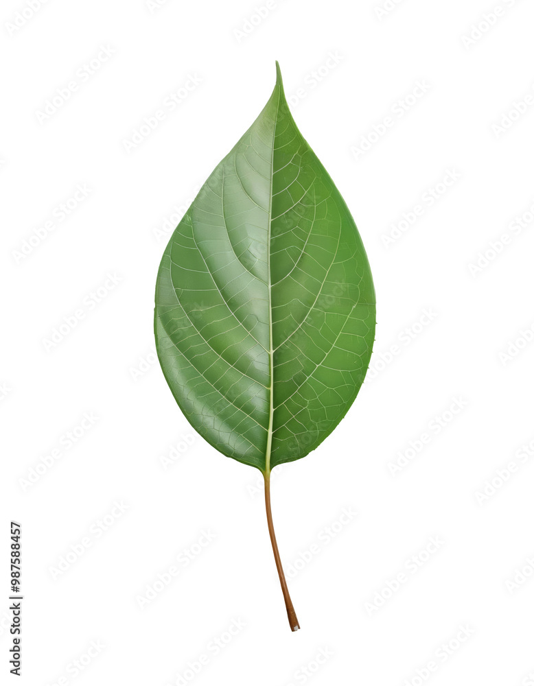 Glossy Green Leaf with Detailed Veins Against Transparent Background Glossy Green Leaf with Detailed Veins Against Transparent Background