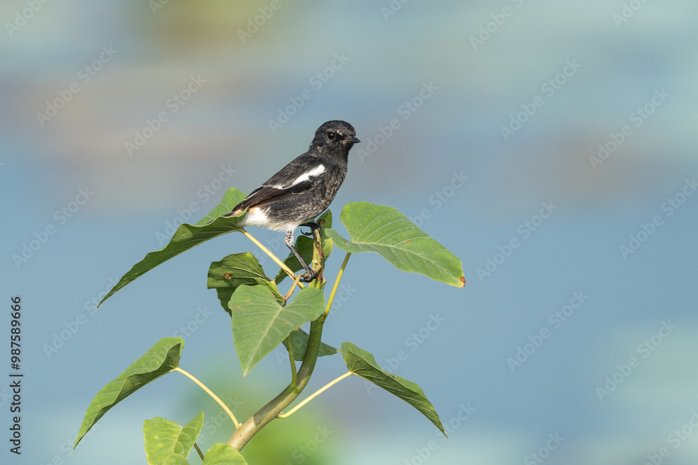 Pied Bush Chat perching close-up in nature. The pied bush chat (Saxicola caprata ) is a small passerine bird found ranging from West Asia and Central Asia to the Indian subcontinent and Southeast Asia Pied Bush Chat perching close-up in nature. The pied bush chat (Saxicola caprata ) is a small passerine bird found ranging from West Asia and Central Asia to the Indian subcontinent and Southeast Asia