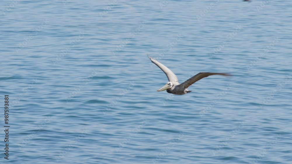 Birds and marine wildlife at La Jolla San Diego