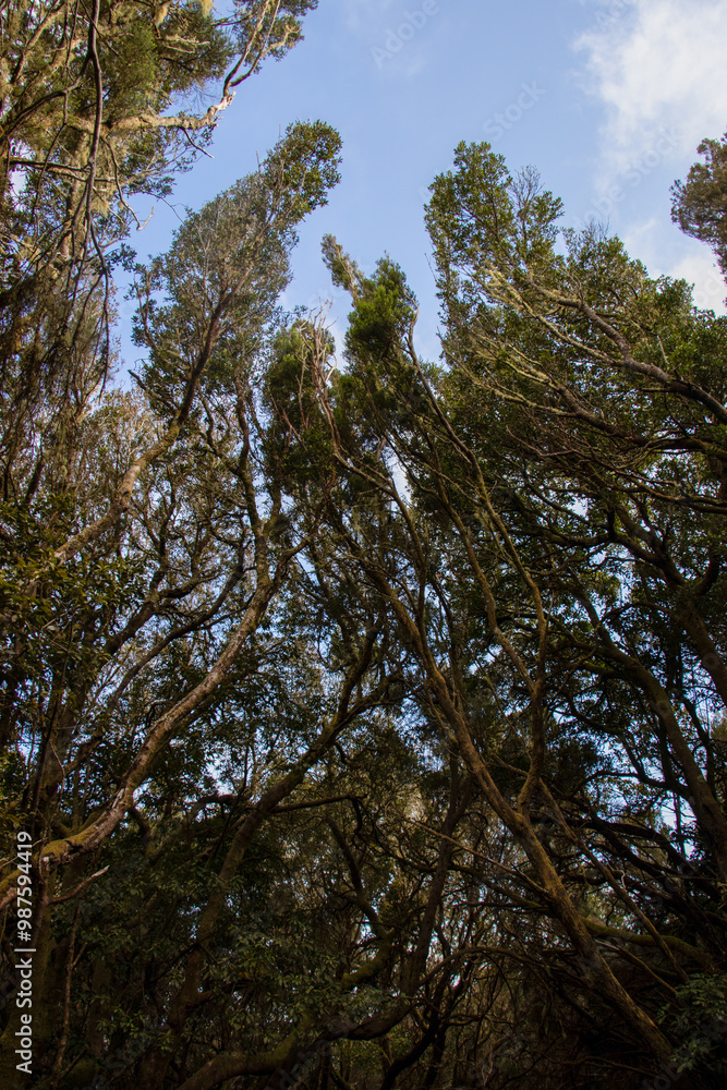 Obraz premium Tenerife - 