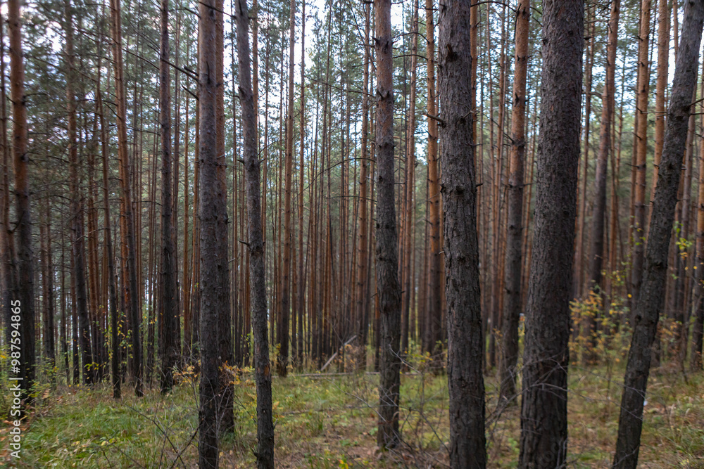 Beautiful pine forest. mysterious forest Beautiful pine forest. mysterious forest
