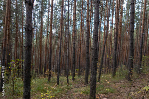 Beautiful pine forest. mysterious forest