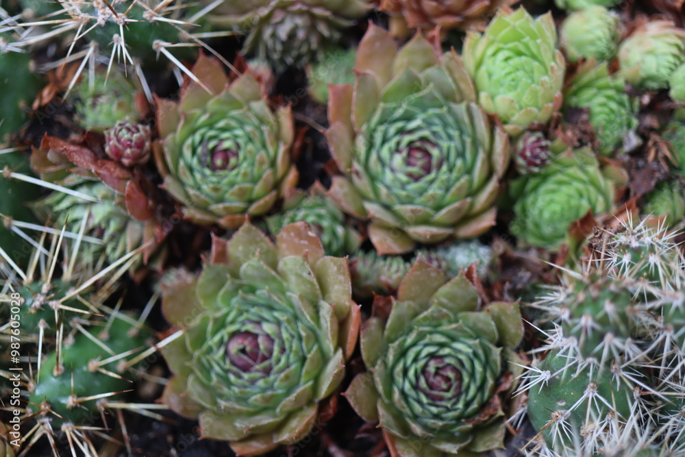 Naklejka premium Sempervivum Gargamel rojnik