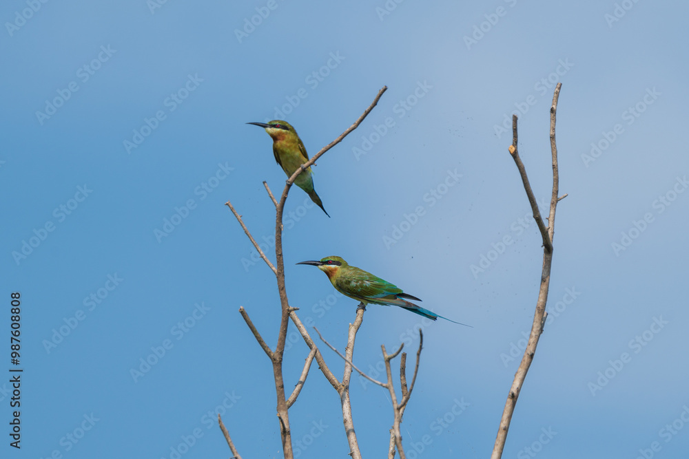 Blue-tailed Bee-eater perched in tree branch. The blue-tailed bee-eater (Merops philippinus ) is a near passerine bird in the bee-eater family Meropidae. Blue-tailed Bee-eater perched in tree branch. The blue-tailed bee-eater (Merops philippinus ) is a near passerine bird in the bee-eater family Meropidae.
