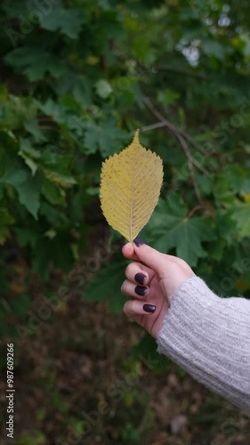Autumn leaves 