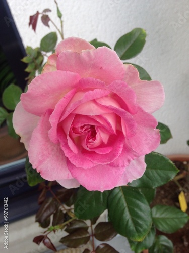 pink rose on the balcony rose tree