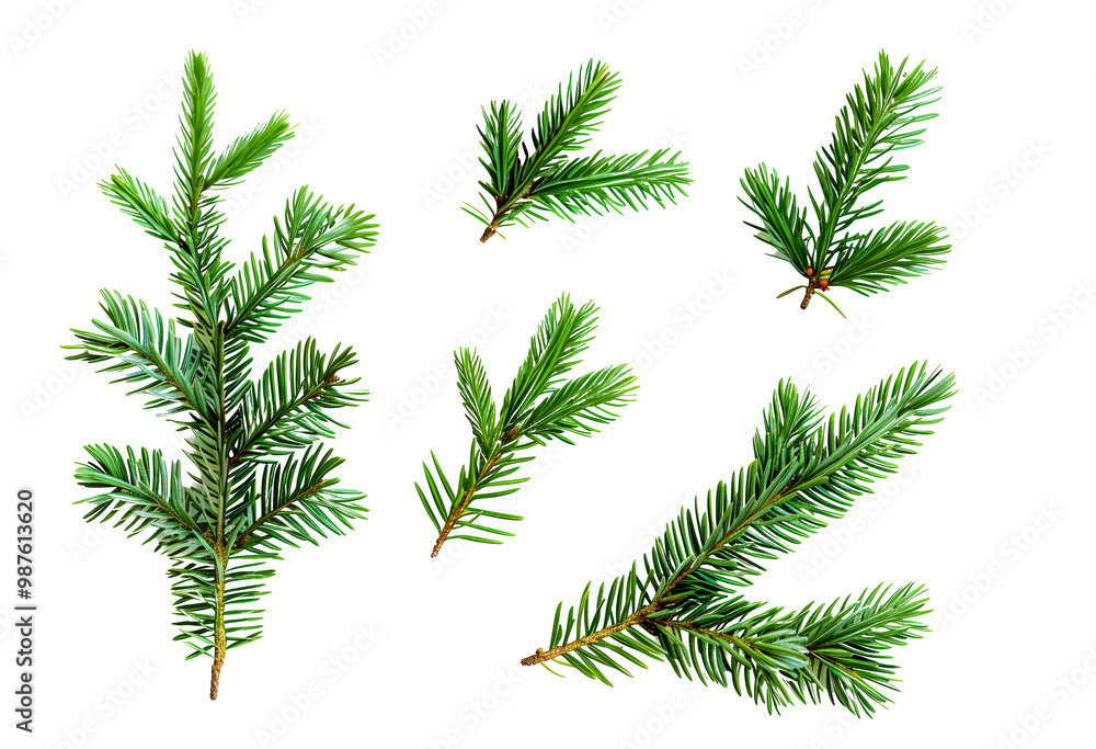 Set of pine leaf branch isolated on white Set of pine leaf branch isolated on white