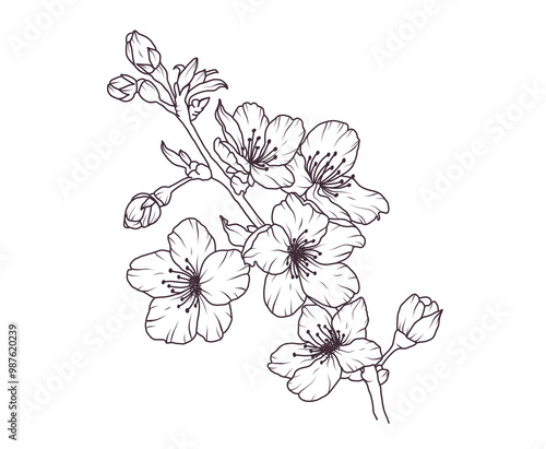 Sakura flower branch hand drawn black floral sketch. Cherry blossom japanese twigs line art. Spring botanical petal, leaves. Bloom asian plant vector illustration in outline style