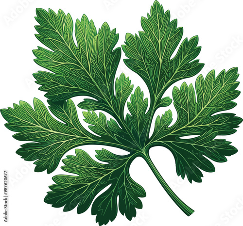 green parsley isolated on white