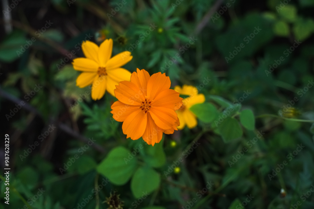 Close-up of a cosmos flower. Orange flower cosmos bloom on a blurred natural background. Close-up of a cosmos flower. Orange flower cosmos bloom on a blurred natural background.