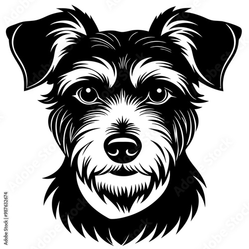 black and white dog